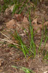 Wildenow's sedge